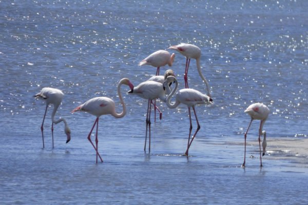 Flamingos at Salgados in Albufeira